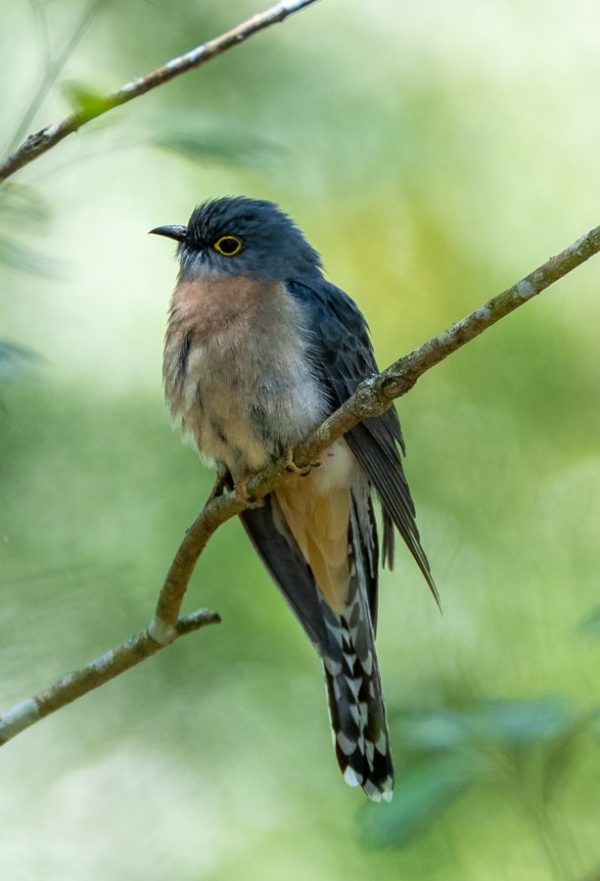 Fan-tailed Cuckoo