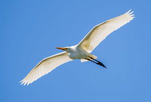 Intermediate Egret