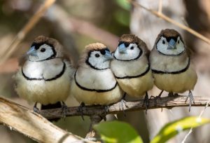 Double-barred Finch