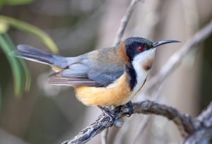 Eastern Spinebill