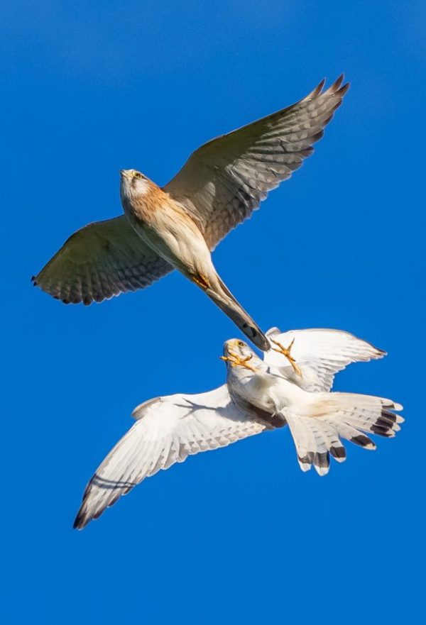 Nankeen Kestrel