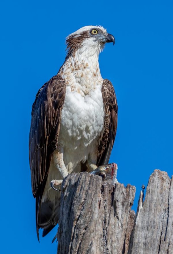 Eastern Osprey
