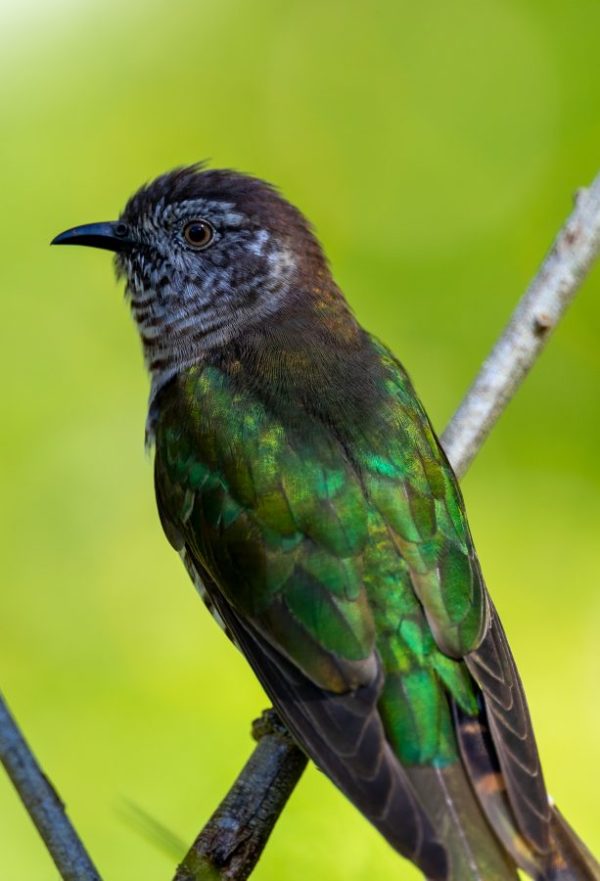 Shining Bronze-Cuckoo