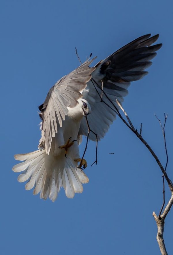Black-shouldered kite