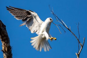 Black-shouldered kite
