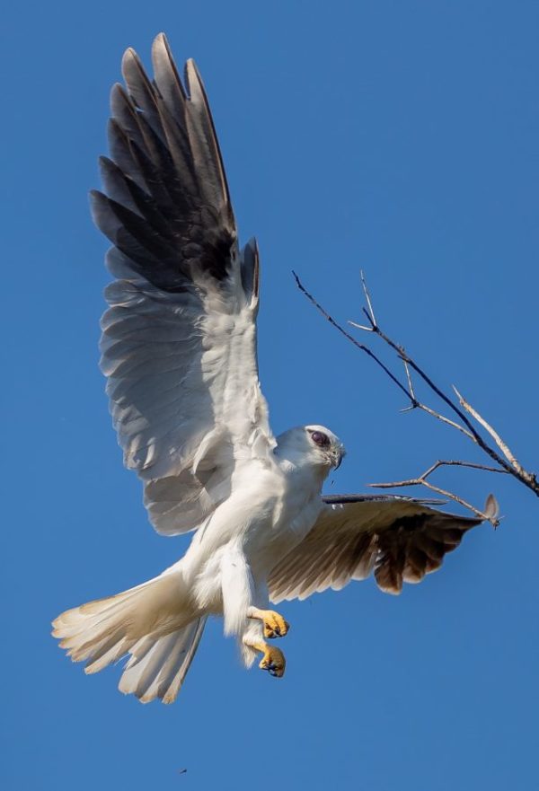 Black-shouldered kite