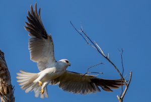 Black-shouldered kite