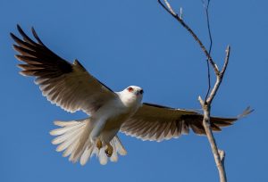 Black-shouldered kite