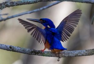 Azure Kingfisher