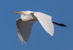 Great Egret