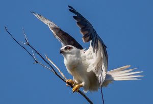 Black-shouldered kite