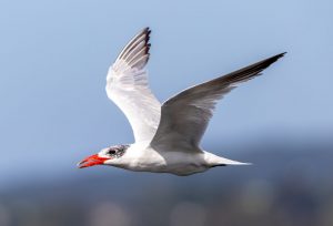 Caspian Tern