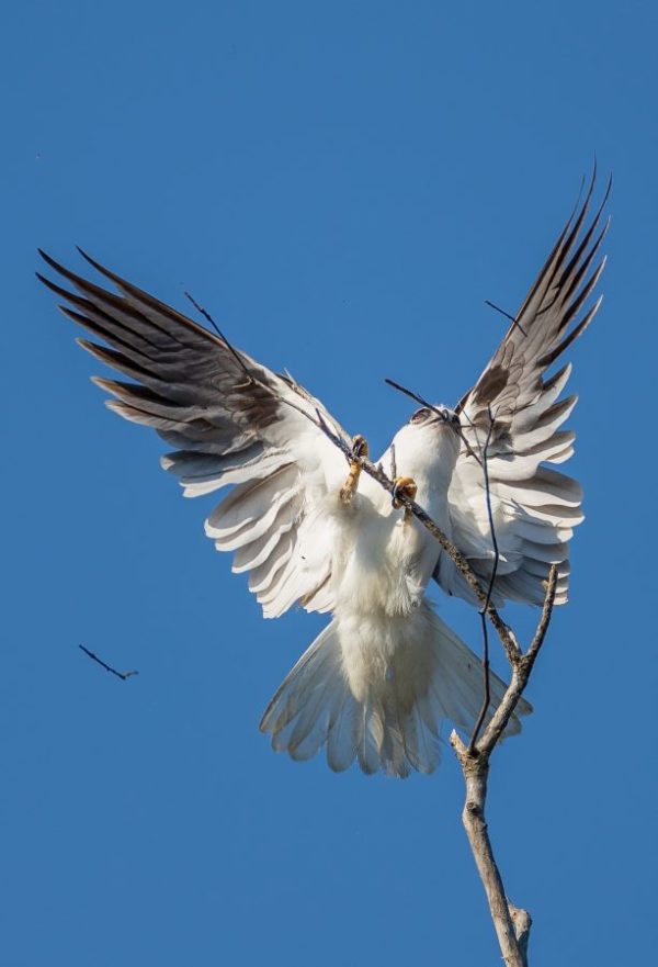 Black-shouldered kite