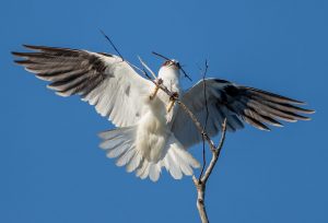 Black-shouldered kite