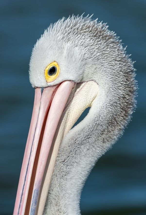 Australian Pelican