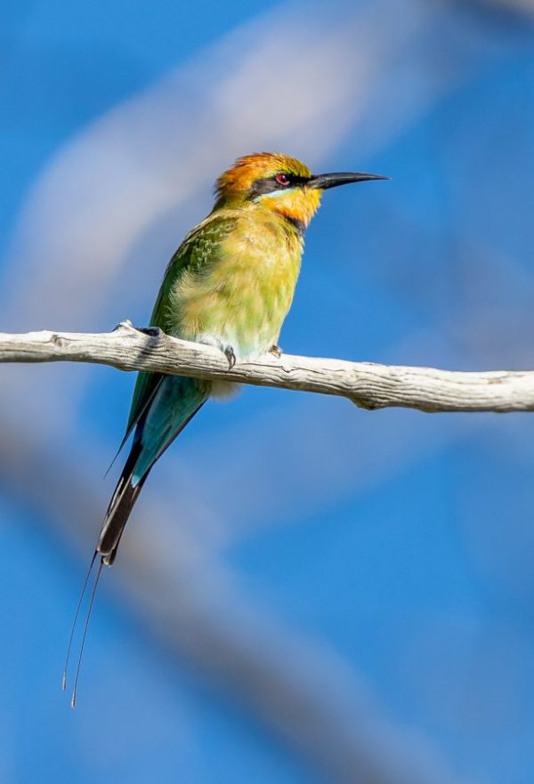 Rainbow bee-eater