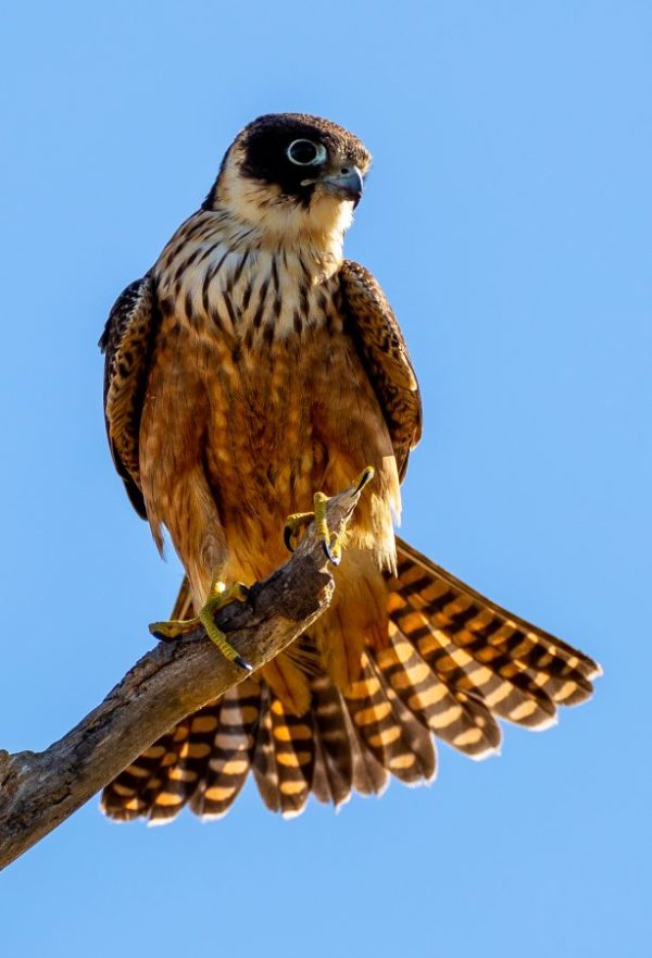 Australian Hobby