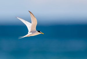 Little Tern