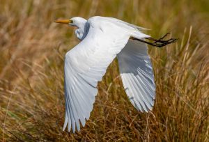 Great Egret