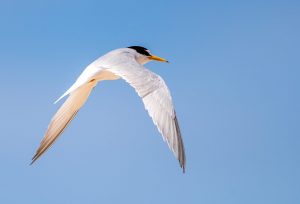 Little Tern