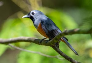 Black-faced Monarch