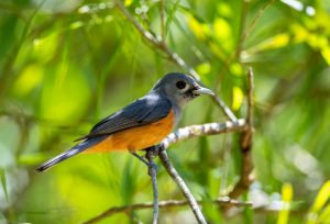 Black-faced Monarch