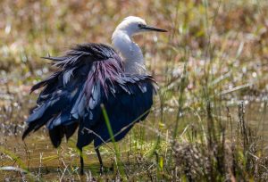 White-necked Heron