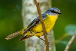 Eastern Yellow Robin