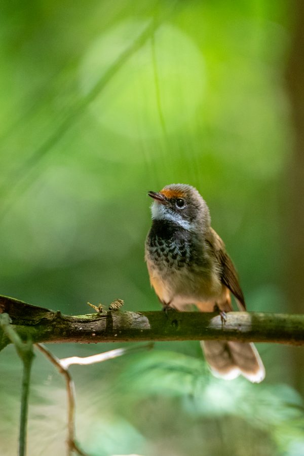 Rufous Fantail