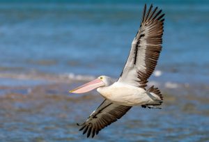 Australian Pelican