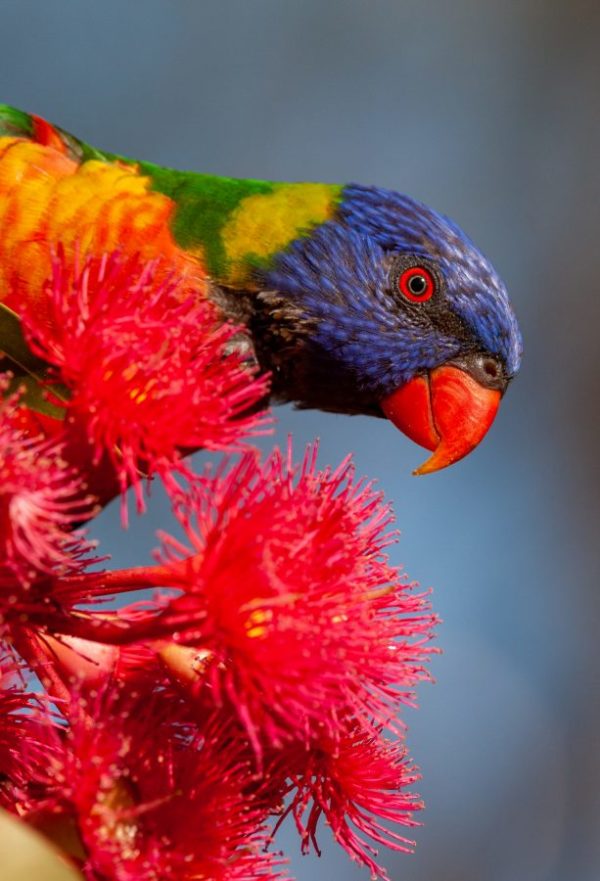Rainbow lorikeet