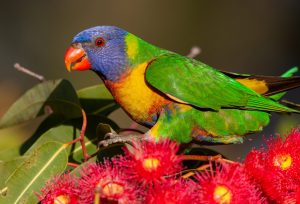Rainbow lorikeet