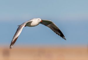 Silver Gull