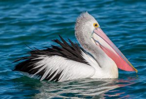 Australian Pelican