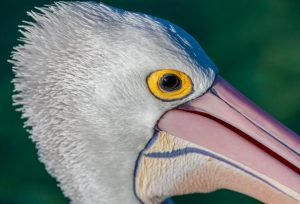Australian Pelican