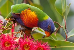 Rainbow lorikeet