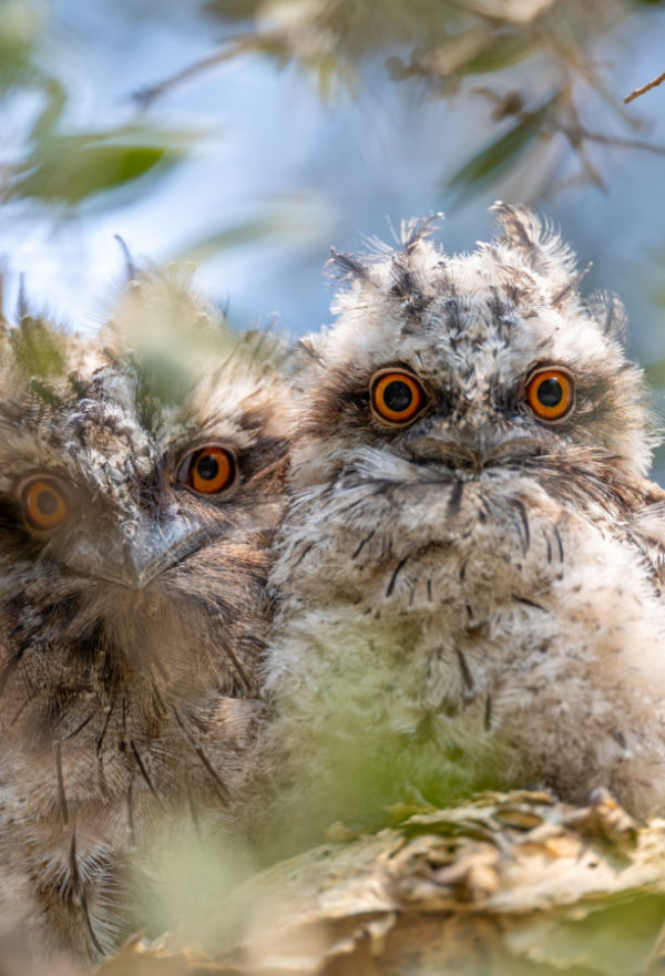 Tawny Frogmouth
