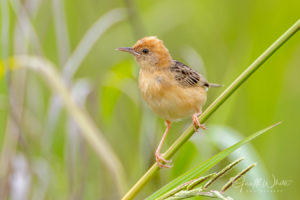 Golden-headed Cisticola