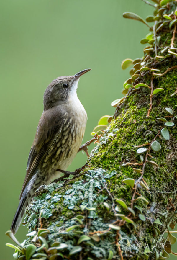 White-throated Treecreeper