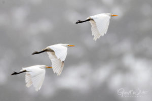 Cattle Egret