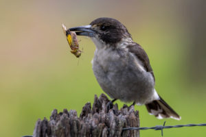 Grey Butcherbird