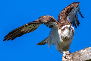 Eastern Osprey