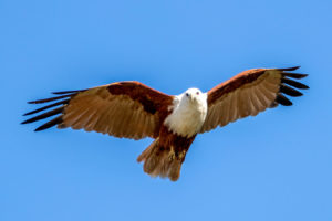 Brahminy Kite