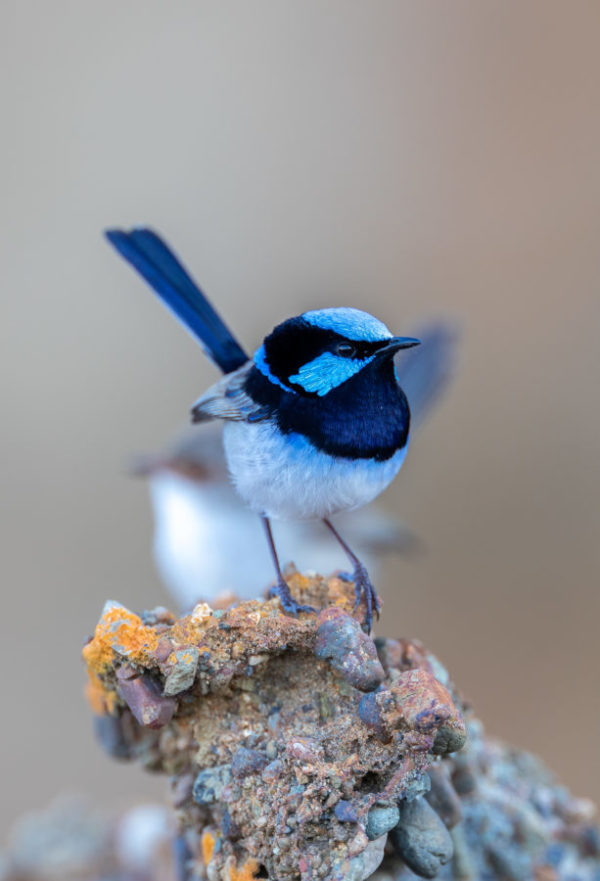 Superb Fairywren