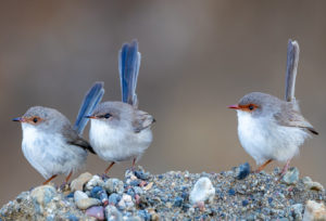 Superb Fairywren
