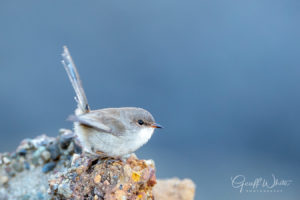 Superb Fairywren