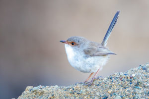 Superb Fairywren