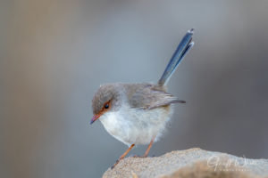 Superb Fairywren