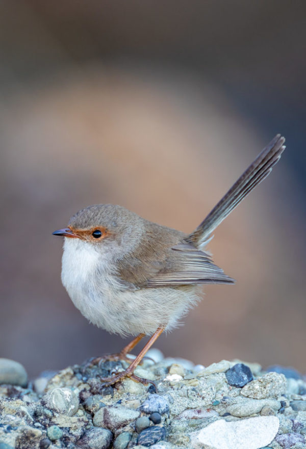 Superb Fairywren