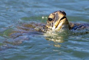Green sea turtle